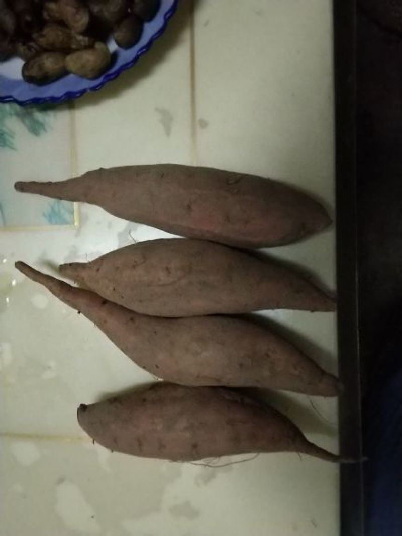 4两以上红皮红芯烟薯25
