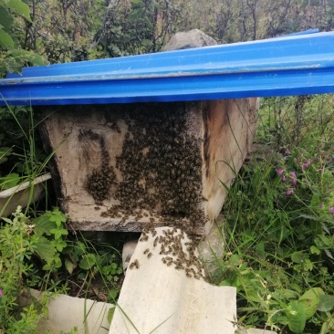 正宗土蜂蜜，海拔3000米的野蜂蜜。