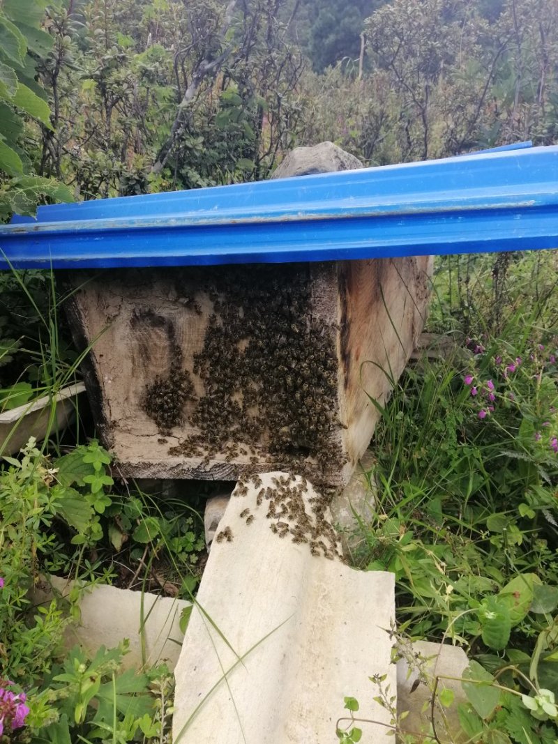 正宗土蜂蜜，海拔3000米的野蜂蜜。