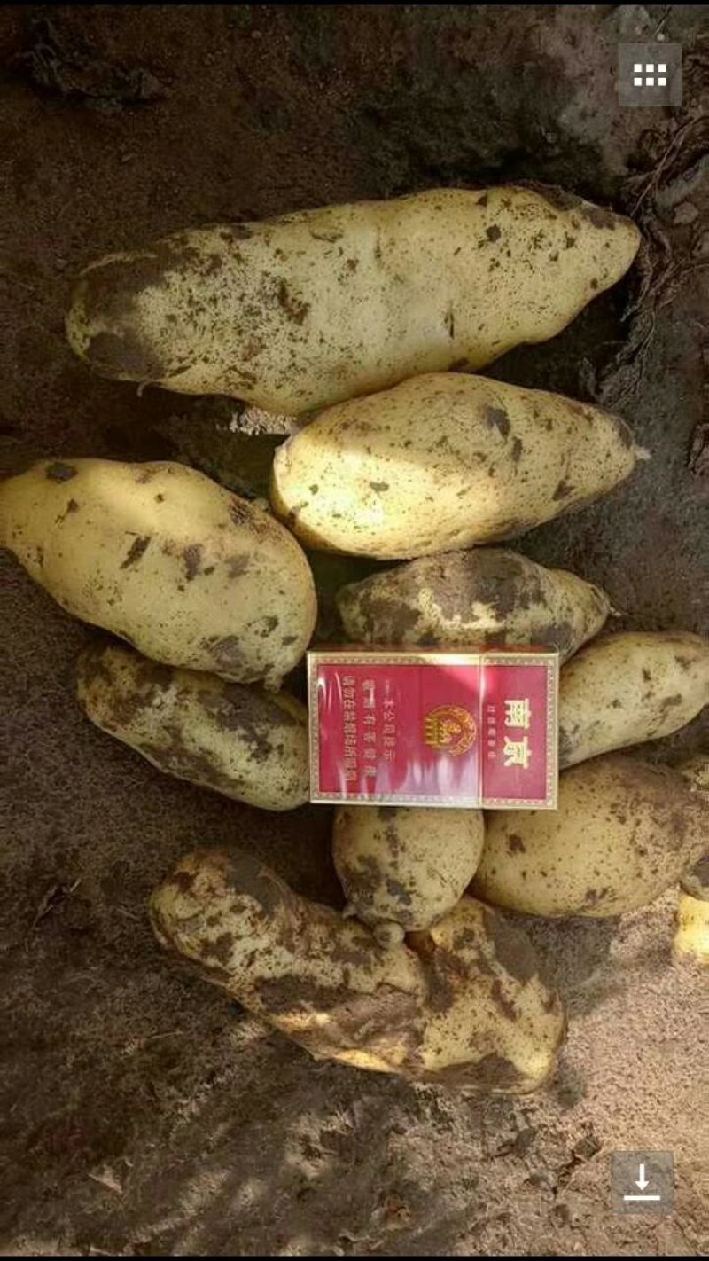 土豆