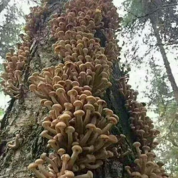 野生榛蘑极品，干货