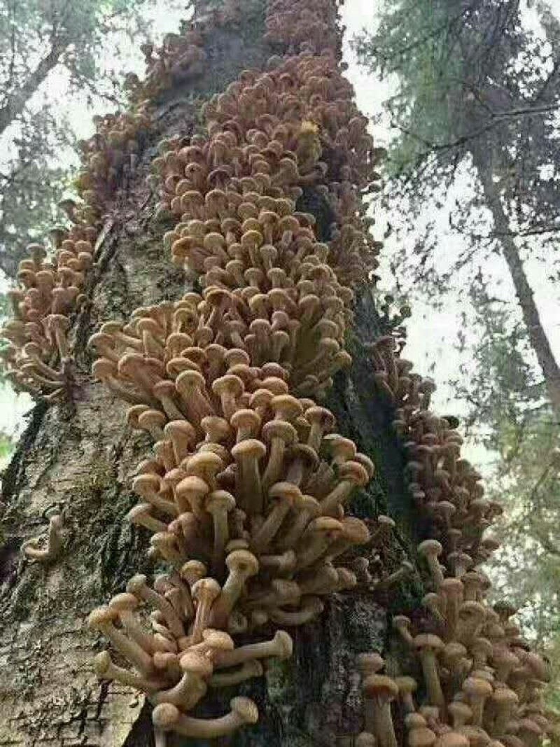 野生榛蘑极品，干货