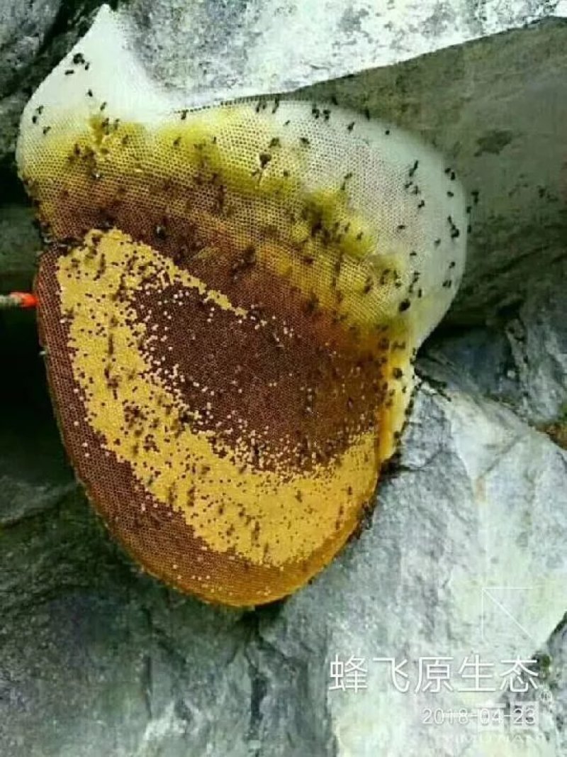 蜂箱