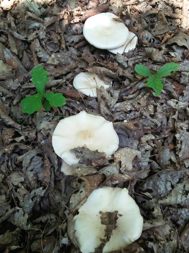 野生白蘑极品，干货
