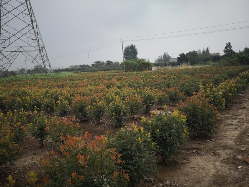 基地供应各类型红叶石楠球1一400公分