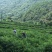 土家莓茶