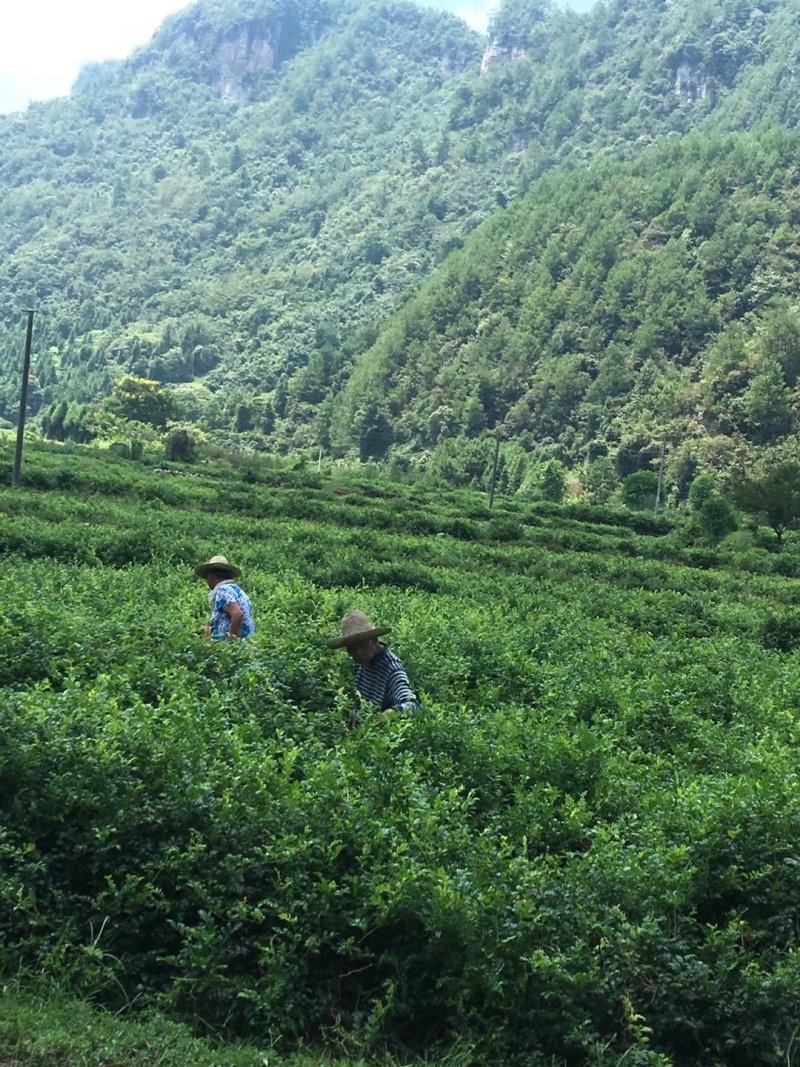 土家莓茶