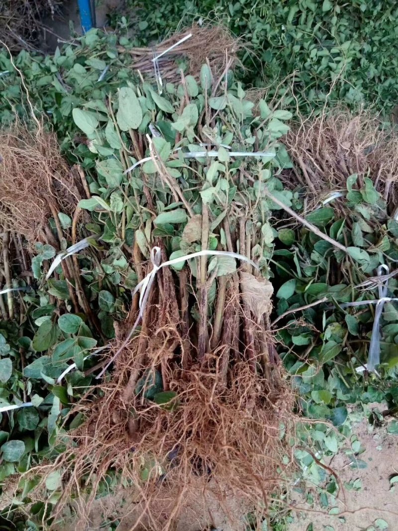 金银花苗常年大量供应山东道地各种中药材