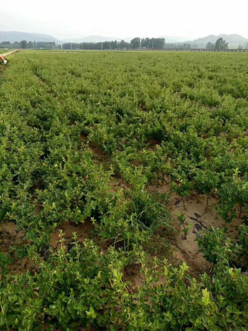 金银花苗常年大量供应山东道地各种中药材