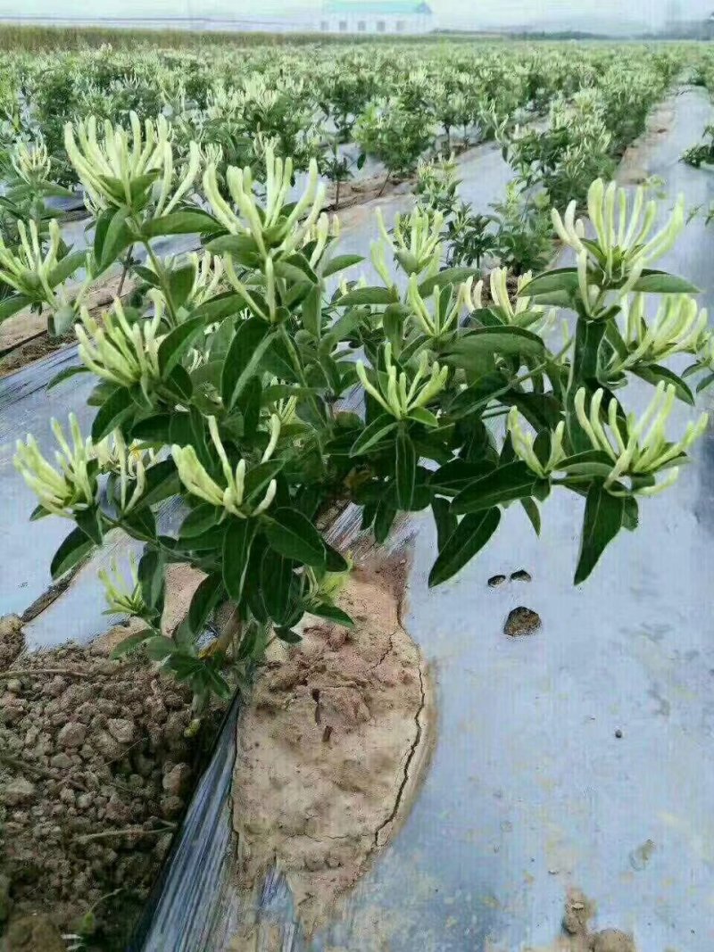 金银花苗常年大量供应山东道地各种中药材