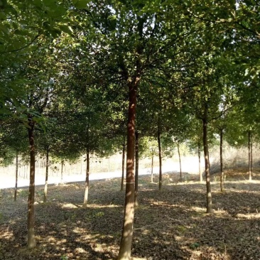 基地特价处理大叶女贞1一20公分