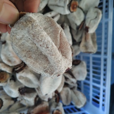 陕西富平吊柿饼