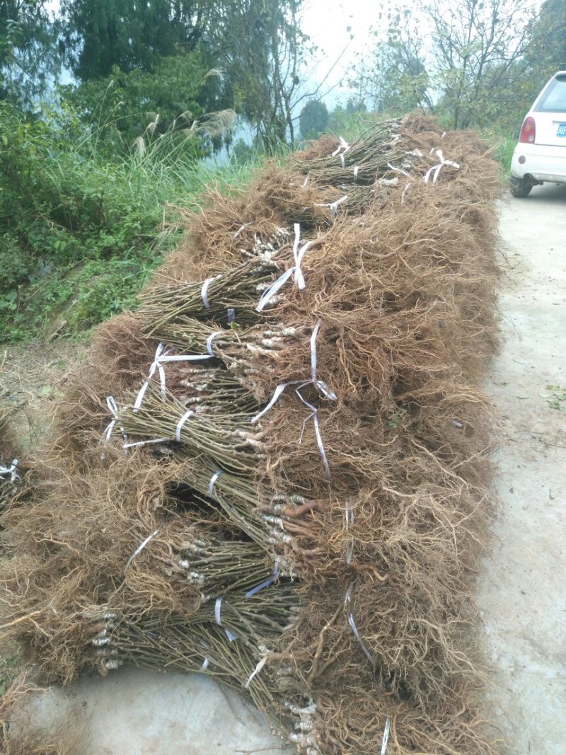 金艳黄心猕猴桃苗抗寒产量高/免费技术包邮