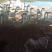 成年大白鹅