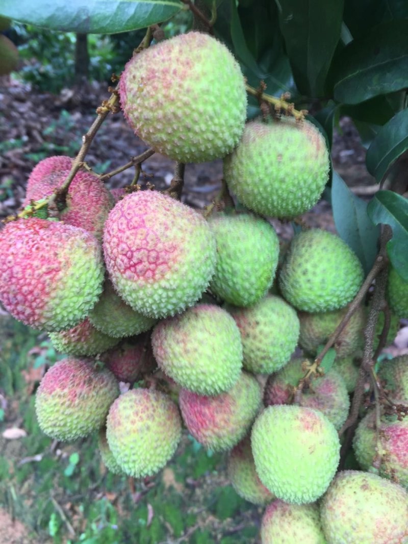 桂味荔枝苗冰荔妃子笑无核荔枝荔糯米糍荔枝王观音绿仙进奉