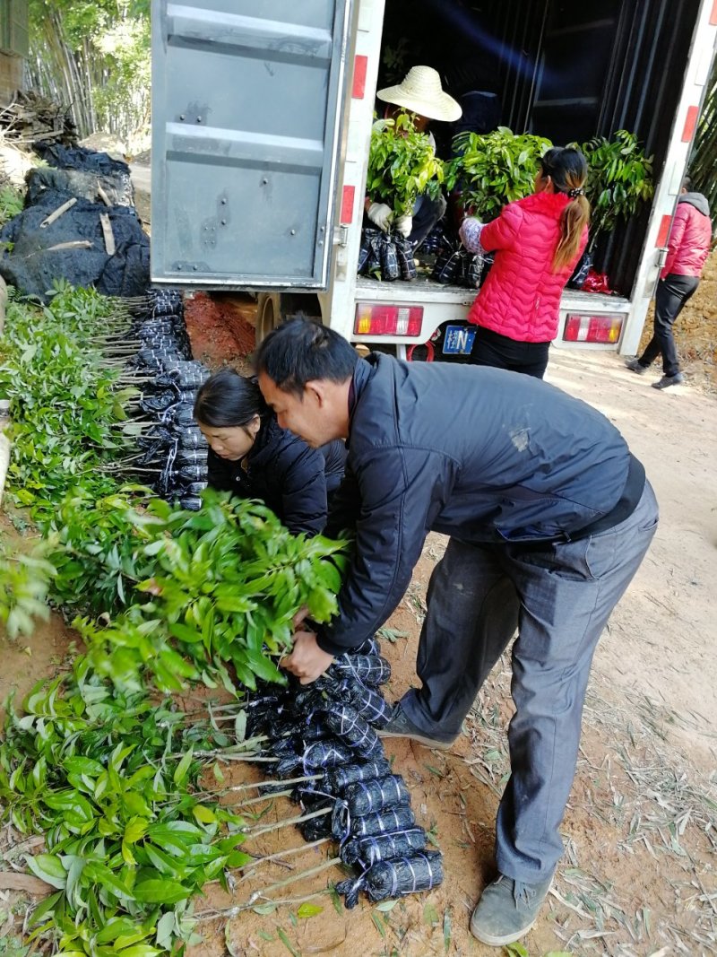 桂味荔枝苗冰荔妃子笑无核荔枝荔糯米糍荔枝王观音绿仙进奉