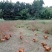 土鸡