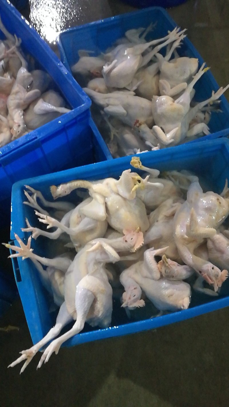 土鸡