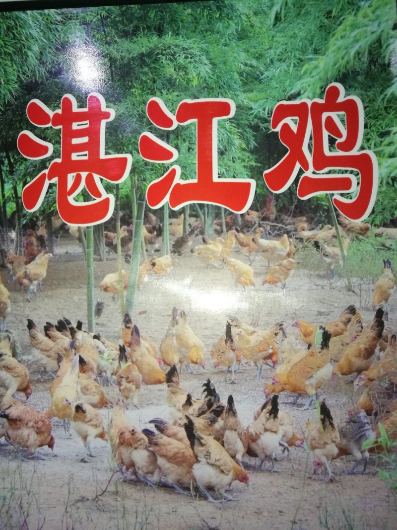 土鸡