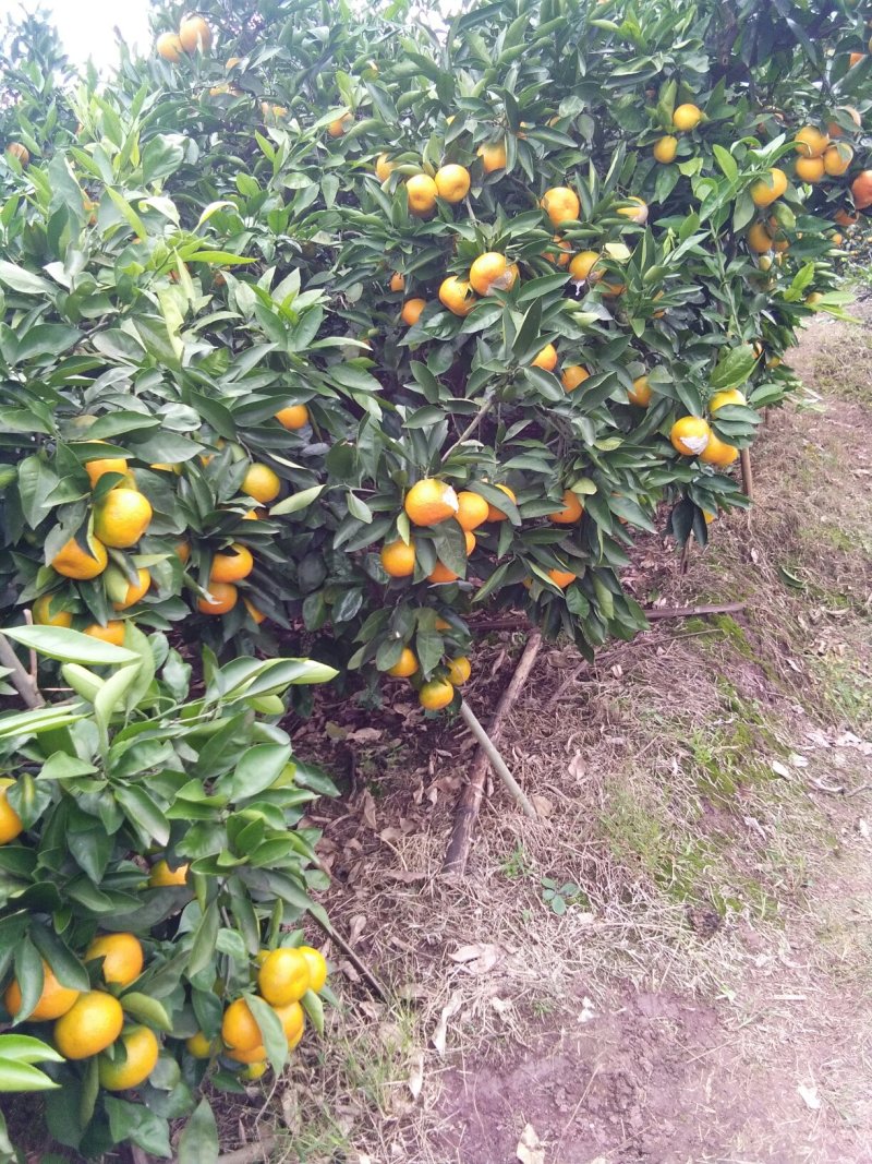 蜜桔，产地直供，产地看货普早蜜桔，产地直供，选货，果框运