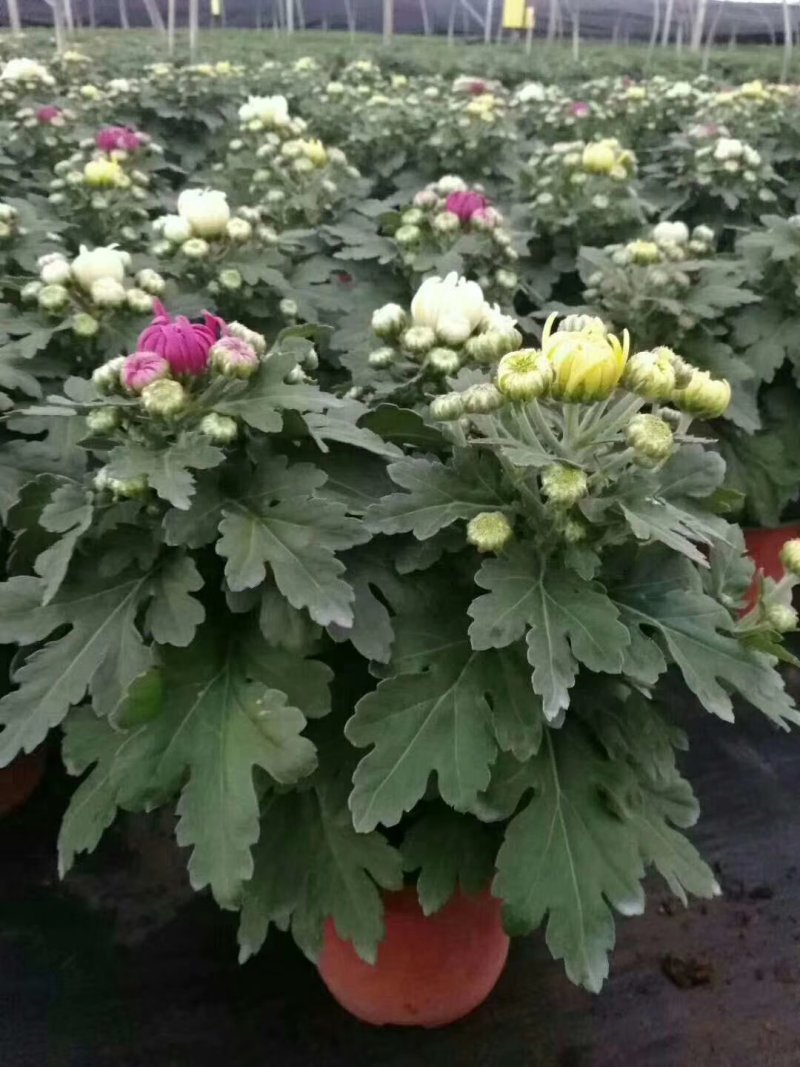 菊花
