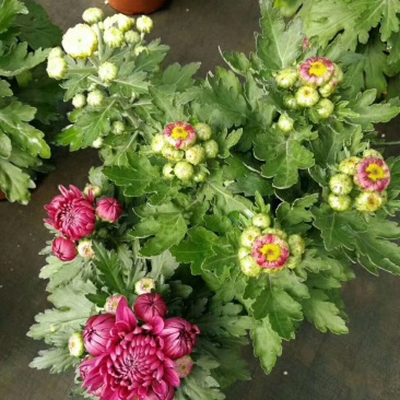 菊花