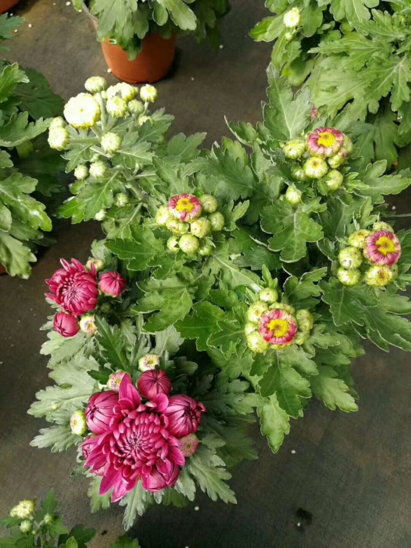 菊花