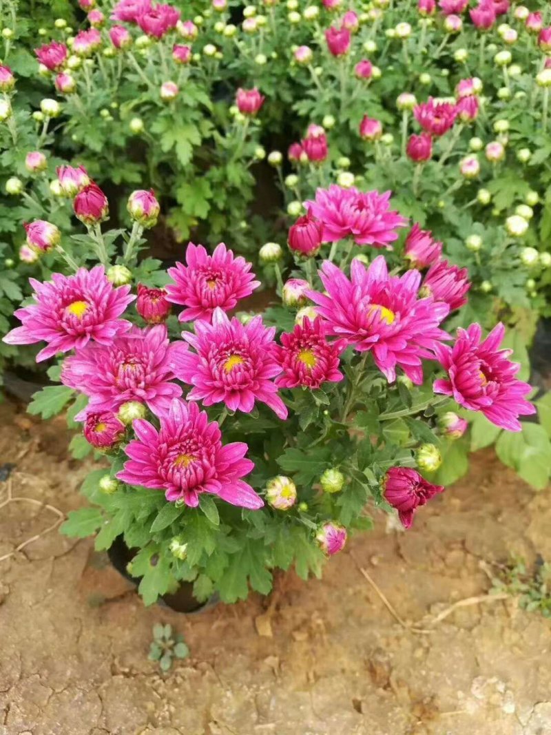 菊花