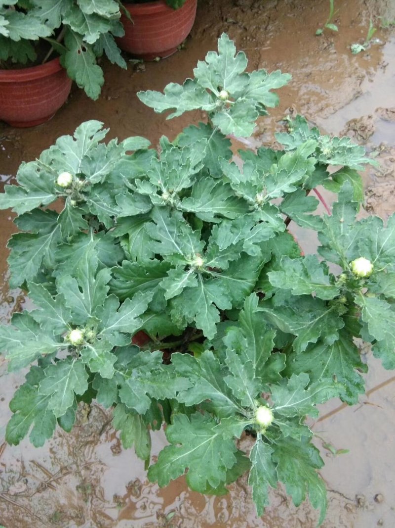菊花