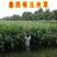 墨西哥玉米草种子进口优12优质种子