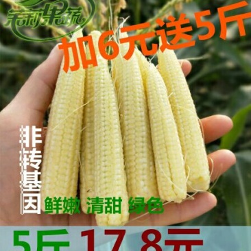 玉米笋玉米芯