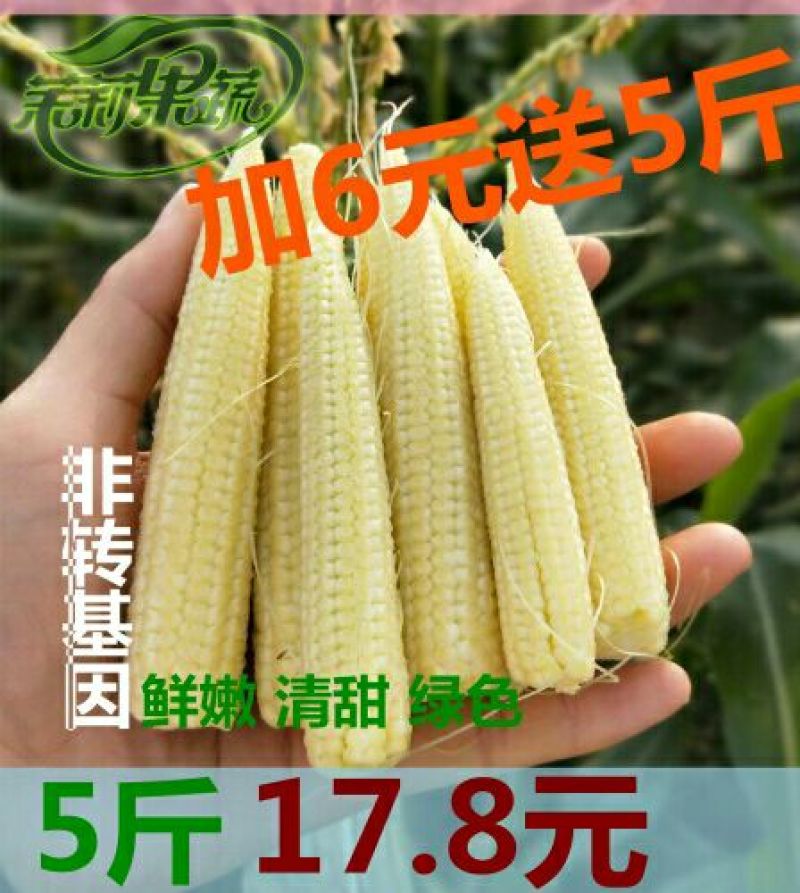 玉米笋玉米芯