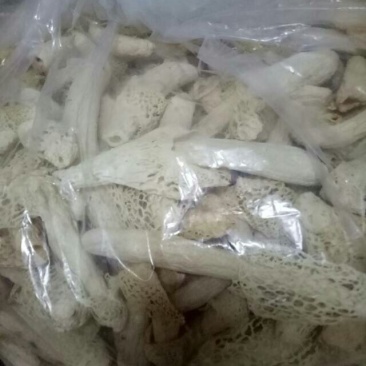 短裙竹荪