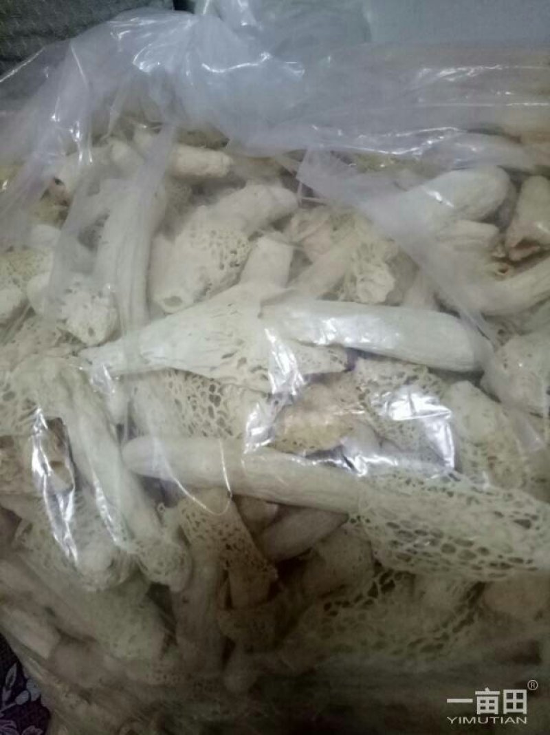 短裙竹荪