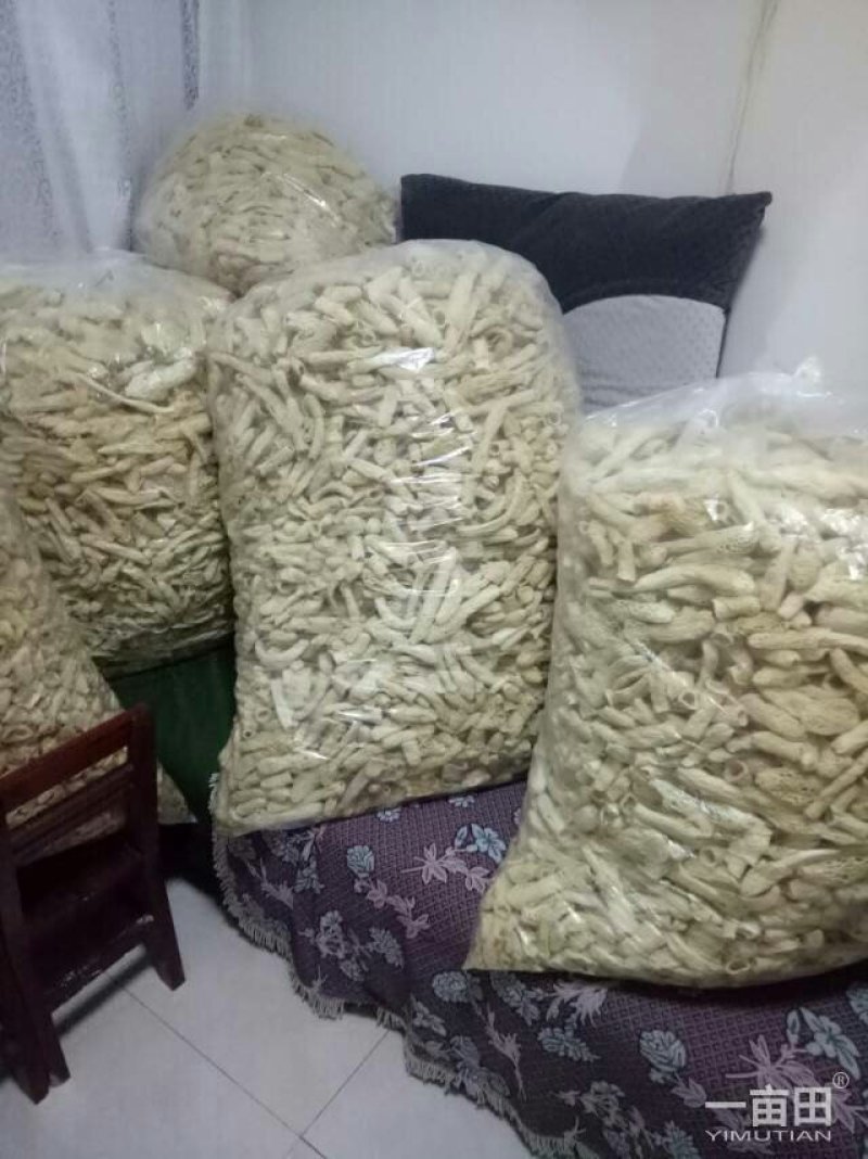 短裙竹荪