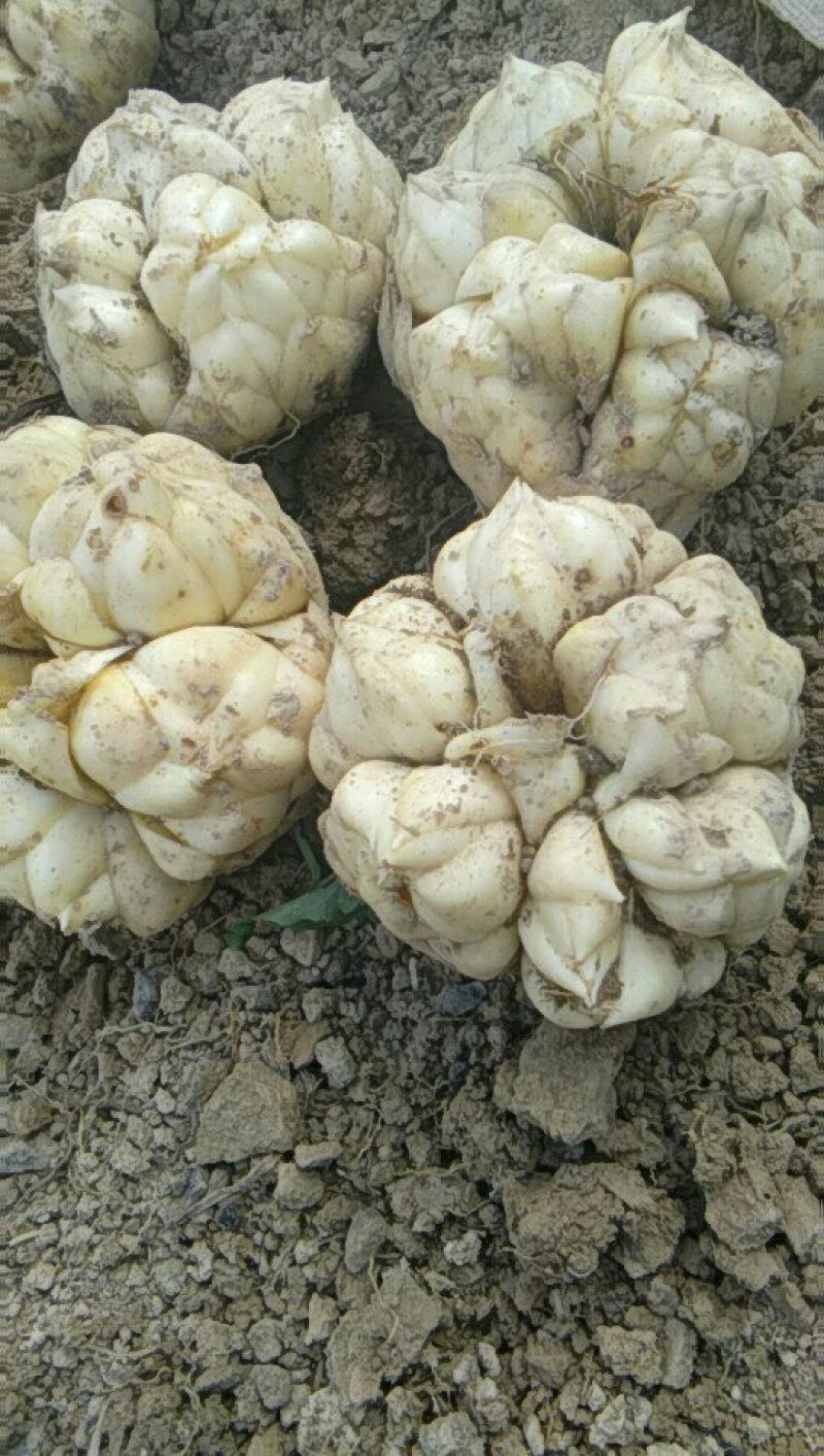 需要鲜白合请联系我