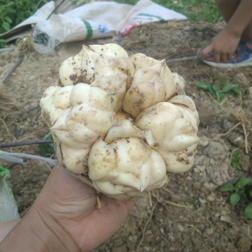 需要鲜白合请联系我