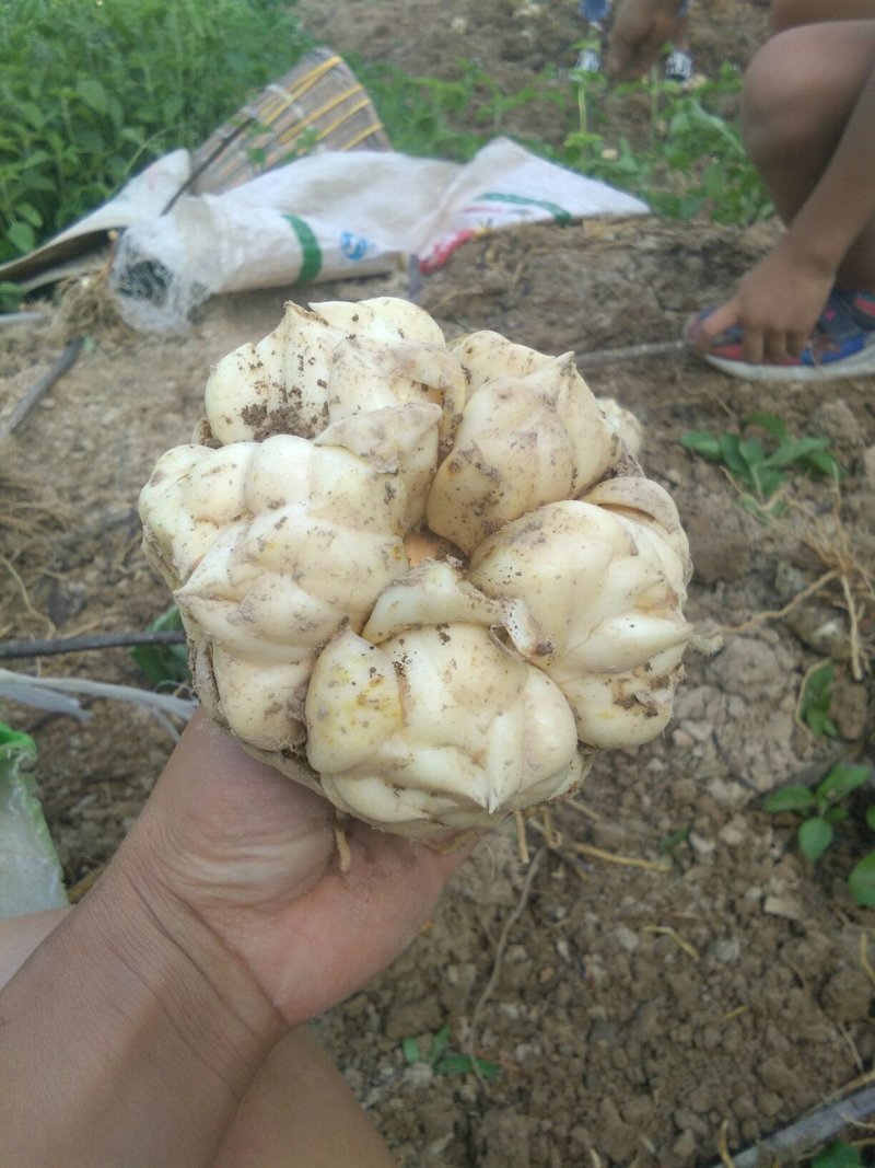需要鲜白合请联系我