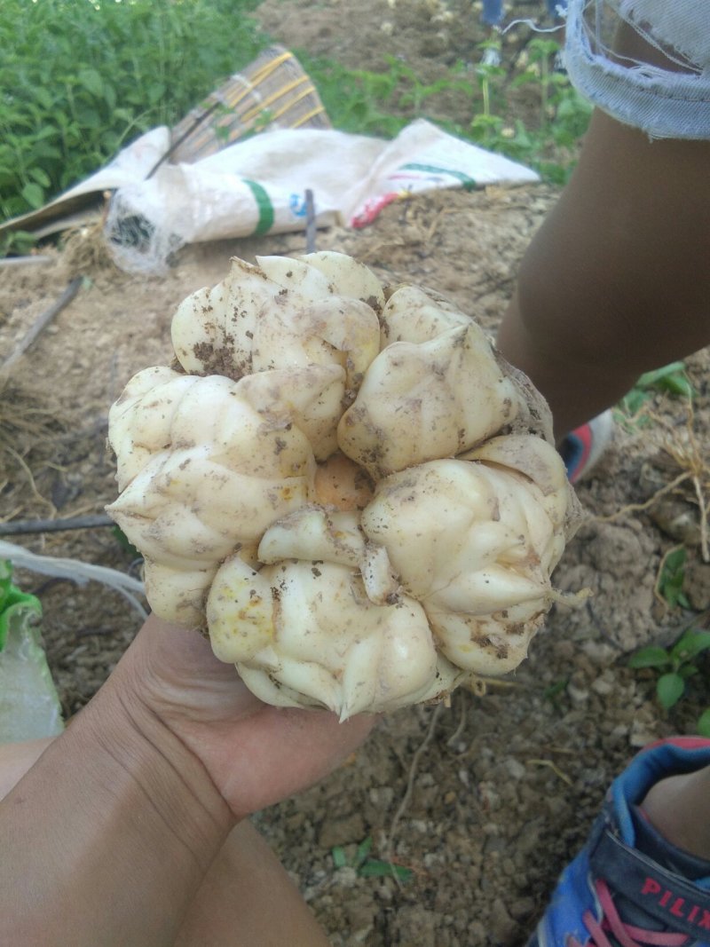 需要鲜白合请联系我