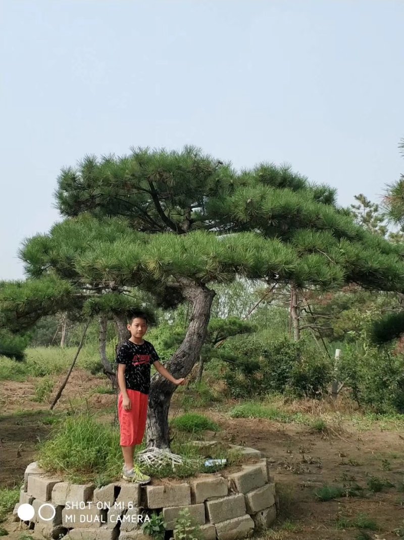 造型松，基地直销泰山黑松油松盆景松，造型优美