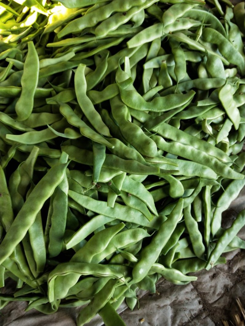 东北特产，扶余油豆角盖世霸王正式上市了欢迎个大市场电商对