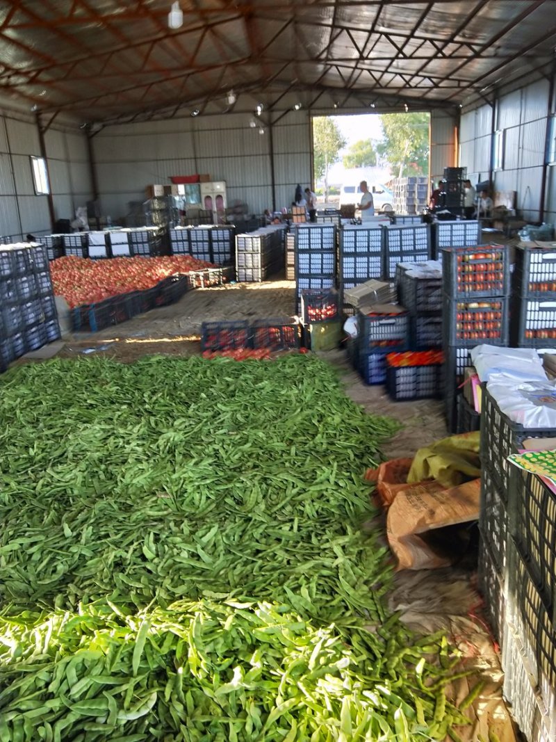 东北特产，扶余油豆角盖世霸王正式上市了欢迎个大市场电商对
