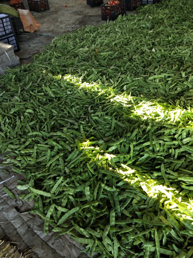 东北特产，扶余油豆角盖世霸王正式上市了欢迎个大市场电商对