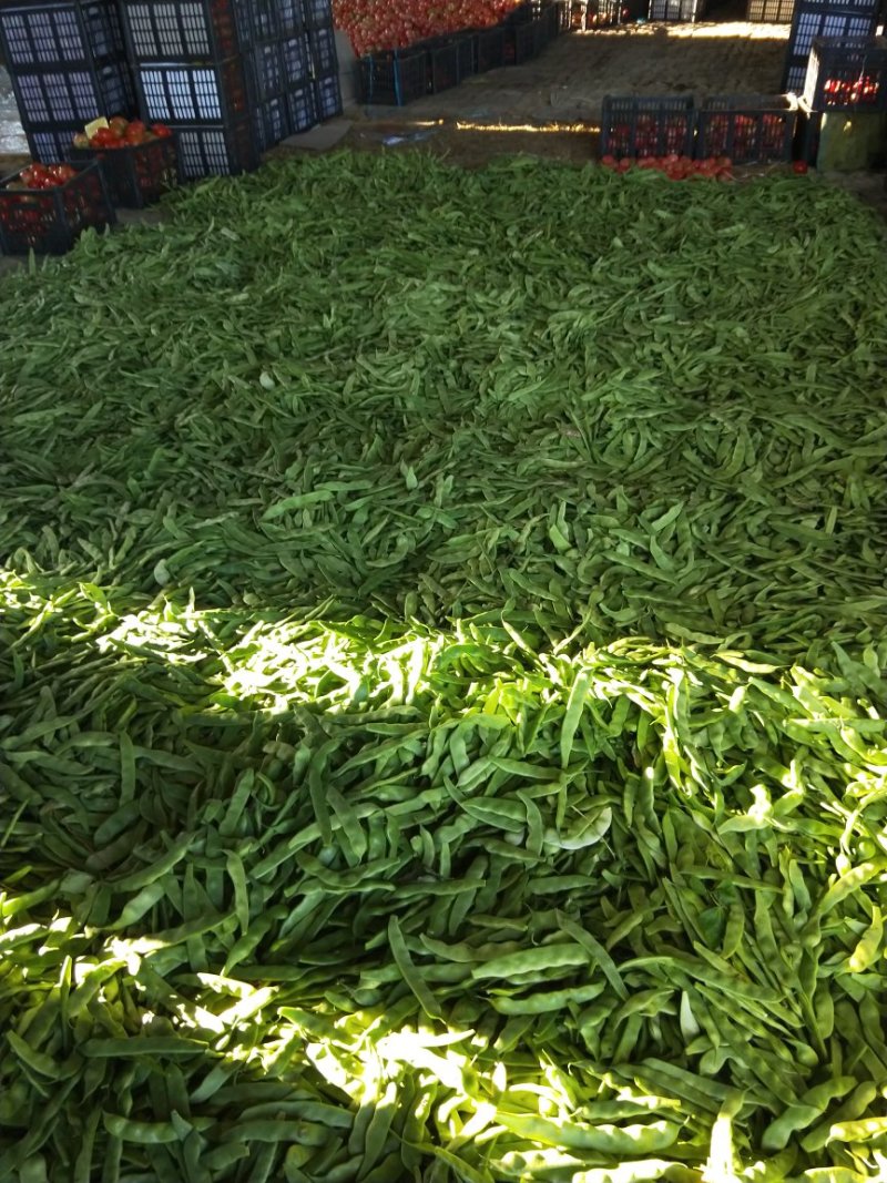 东北特产，扶余油豆角盖世霸王正式上市了欢迎个大市场电商对