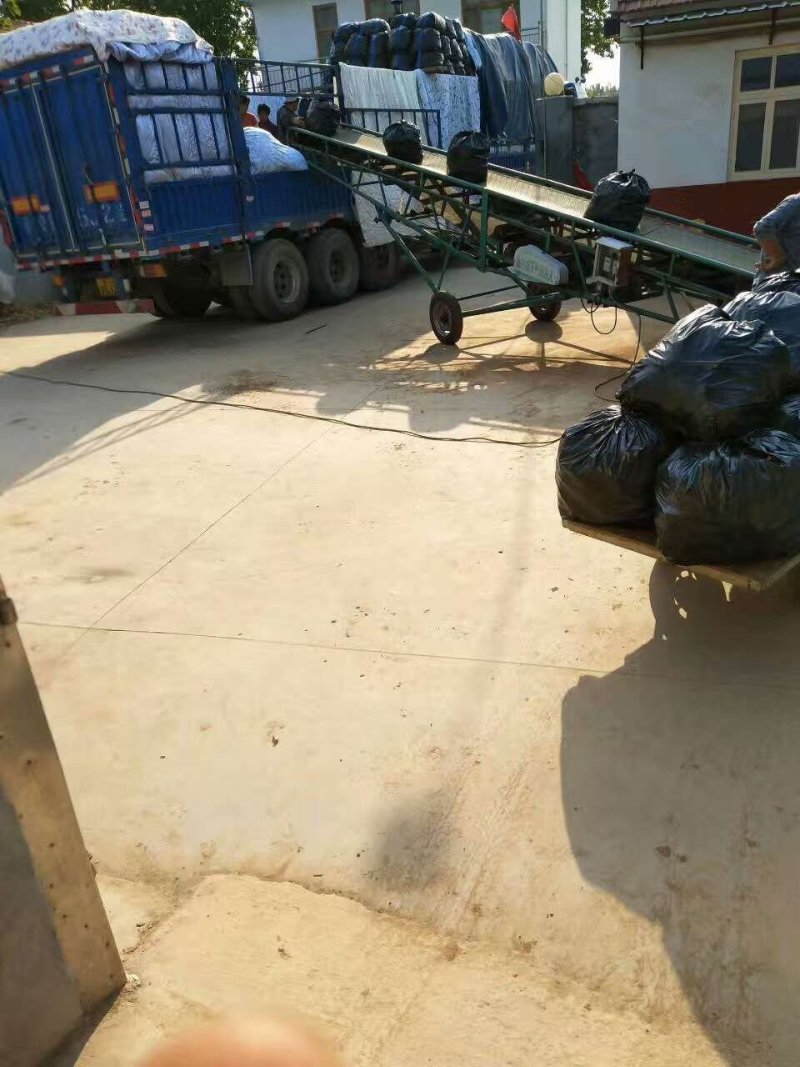泗水小黄姜2两以上带土大量出售中…………