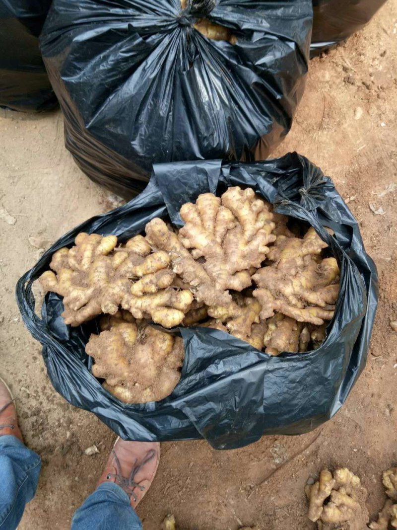 泗水小黄姜2两以上带土大量出售中…………