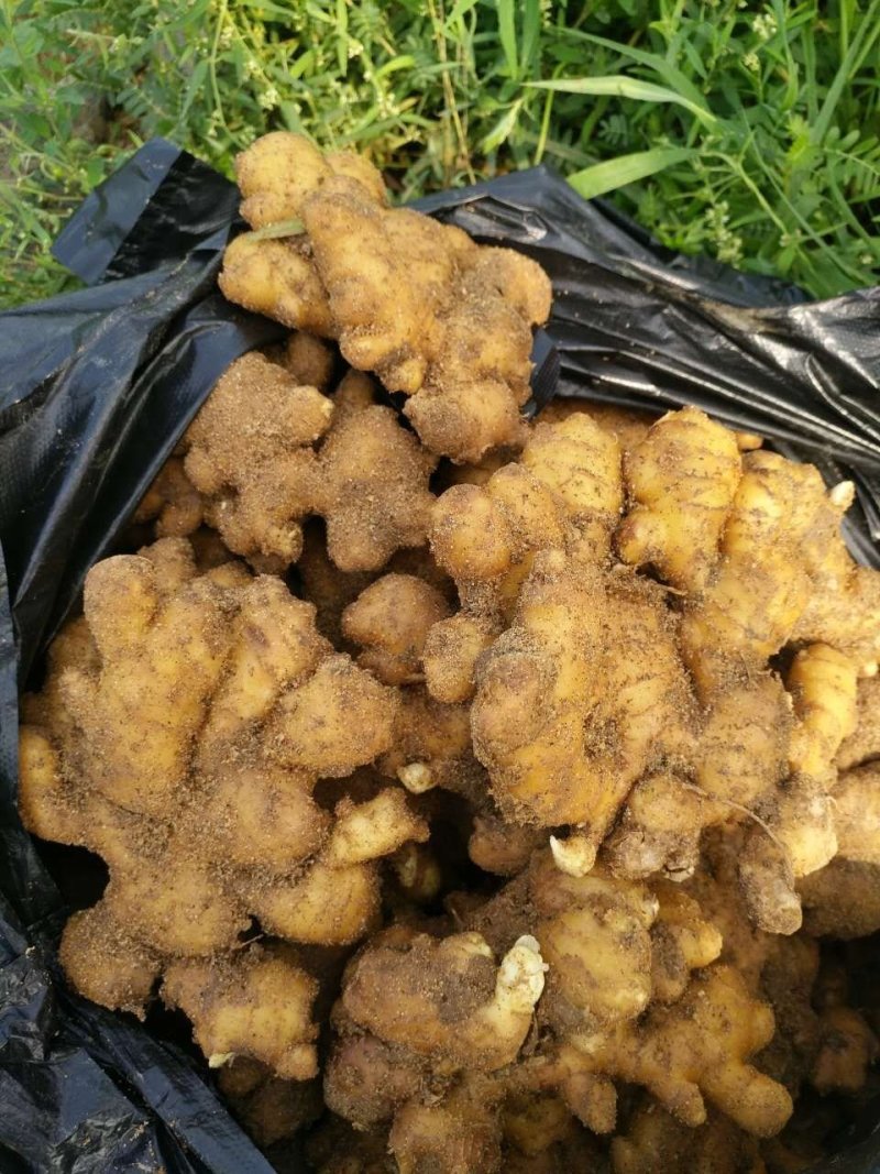 泗水小黄姜2两以上带土大量出售中…………