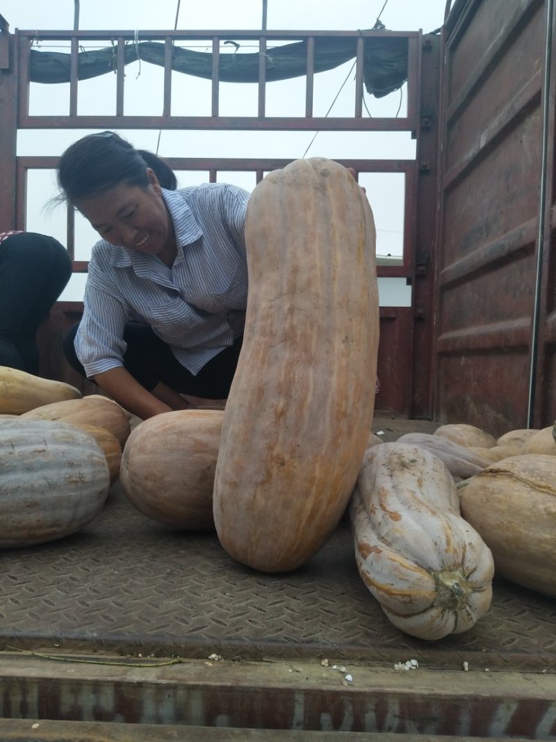 【蜜本南瓜】湖北南瓜个头大条形好口感好全黄基地直发
