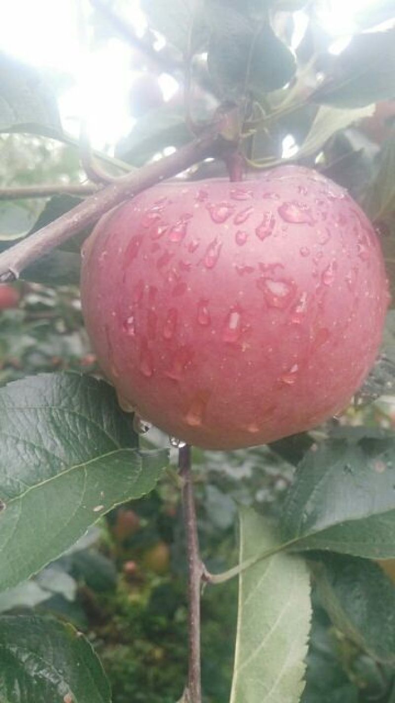 盐源丑苹果