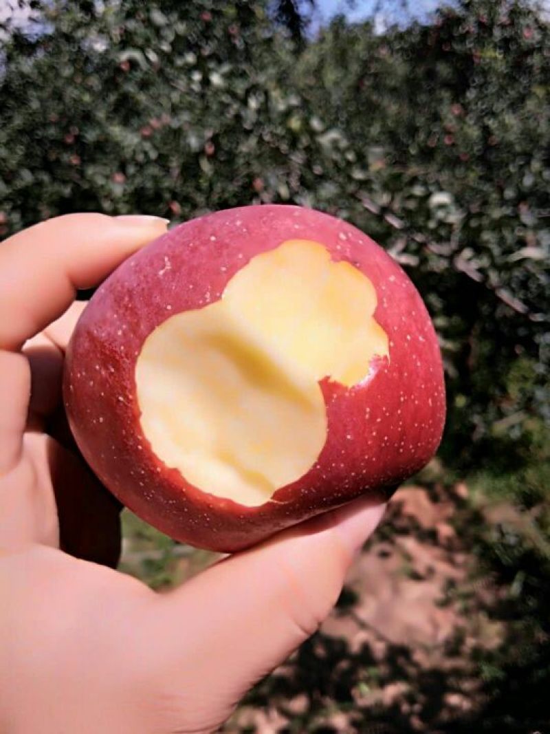 盐源丑苹果